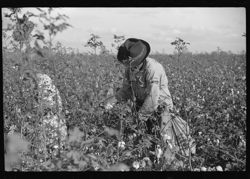 Untitled photo, possibly related to: Mexicans, seasonal labor, contracted for by planters, emptying bags of cotton on Knowlton Plantation, Perthshire, Mississippi Delta, Mississippi