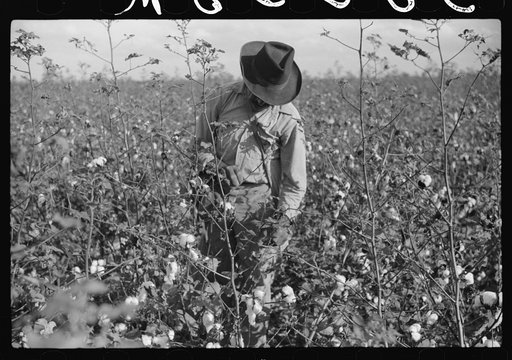Untitled photo, possibly related to: Mexicans, seasonal labor, contracted for by planters, emptying bags of cotton on Knowlton Plantation, Perthshire, Mississippi Delta, Mississippi