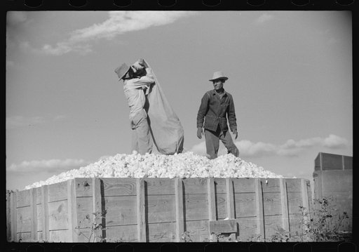 Mexicans, seasonal labor, contracted for by planters, emptying bags of cotton on Knowlton Plantation, Perthshire, Mississippi Delta, Mississippi