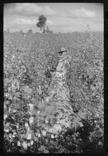 Untitled photo, possibly related to: Mexicans, seasonal labor, contracted for by planters, emptying bags of cotton on Knowlton Plantation, Perthshire, Mississippi Delta, Mississippi
