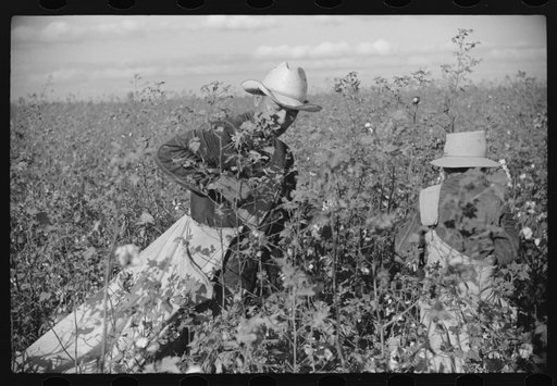 Mexicans, seasonal labor, contracted for by planters, emptying bags of cotton on Knowlton Plantation, Perthshire, Mississippi Delta, Mississippi