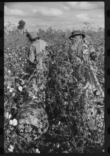Untitled photo, possibly related to: Mexicans, seasonal labor, contracted for by planters, emptying bags of cotton on Knowlton Plantation, Perthshire, Mississippi Delta, Mississippi