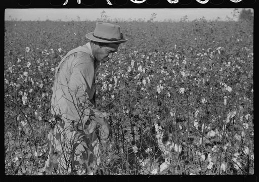 Untitled photo, possibly related to: Mexican seasonal labor, contracted for by planters, picking cotton on Knowlton Plantation, Perthshire, Mississippi Delta, Mississippi