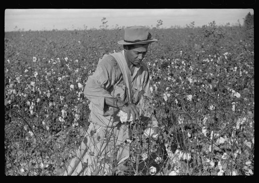 Mexican seasonal labor, contracted for by planters, picking cotton on Knowlton Plantation, Perthshire, Mississippi Delta, Mississippi