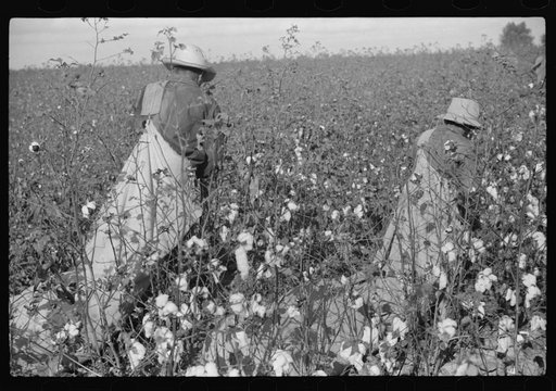 Mexican seasonal labor contracted for by planters, picking cotton on Knowlton Plantation, Perthshire, Mississippi Delta, Mississippi