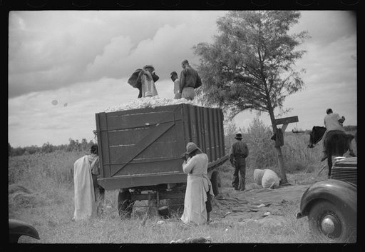 Untitled photo, possibly related to: Weighing and picking operations on Nugent cotton plantation, Benoit, Mississippi Delta, Mississippi. The pickers are hired day laborers from Greenville, and receive seventy-five cents per one hundred pounds