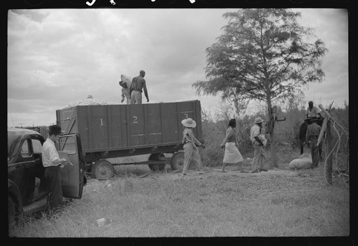 Weighing and picking operations on Nugent cotton plantation, Benoit, Mississippi Delta, Mississippi. The pickers are hired day laborers from Greenville, and receive seventy-five cents per one hundred pounds