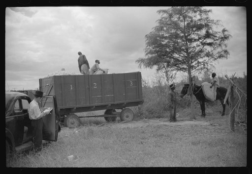 Untitled photo, possibly related to: Weighing and picking operations on Nugent cotton plantation, Benoit, Mississippi Delta, Mississippi. The pickers are hired day laborers from Greenville, and receive seventy-five cents per one hundred pounds