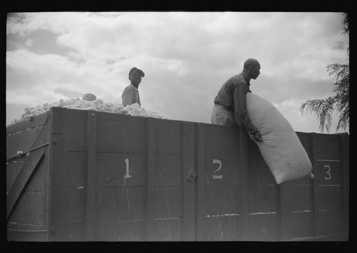 Untitled photo, possibly related to: Weighing and picking operations on Nugent cotton plantation, Benoit, Mississippi Delta, Mississippi. The pickers are hired day laborers from Greenville, and receive seventy-five cents per one hundred pounds