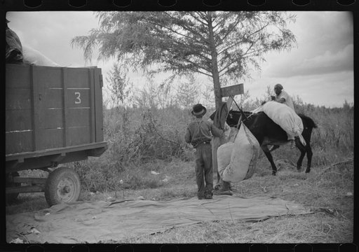 Untitled photo, possibly related to: Weighing and picking operations on Nugent cotton plantation, Benoit, Mississippi Delta, Mississippi. The pickers are hired day laborers from Greenville, and receive seventy-five cents per one hundred pounds