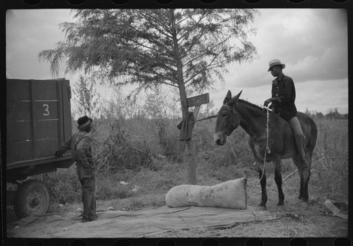 Weighing and picking operations on Nugent cotton plantation, Benoit, Mississippi Delta, Mississippi. The pickers are hired day laborers from Greenville, and receive seventy-five cents per one hundred pounds