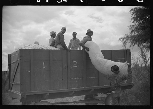 Untitled photo, possibly related to: Weighing and picking operations on Nugent cotton plantation, Benoit, Mississippi Delta, Mississippi. The pickers are hired day laborers from Greenville, and receive seventy-five cents per one hundred pounds