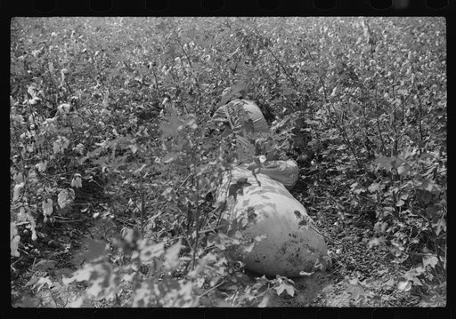 Untitled photo, possibly related to: "Riders" bring in the sacks of cotton on mule's back from the field to the wagon where it is unloaded and weighed. This is day labor brought in from Greenville, and the pickers receive seventy-five cents per one hundred pounds, on Nugent Plantation, Benoit, Missi