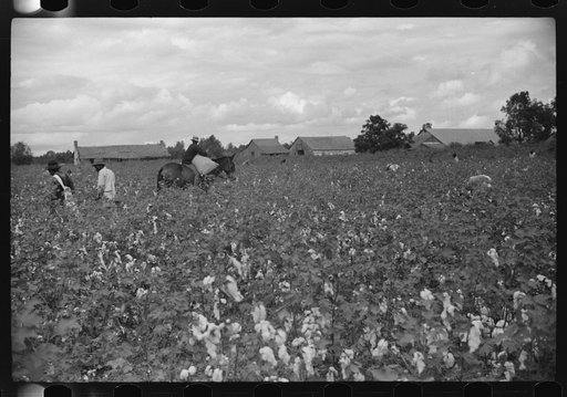 "Riders" bring in the sacks of cotton on mule's back from the field to the wagon where it is unloaded and weighed. This is day labor brought in from Greenville, and the pickers receive seventy-five cents per one hundred pounds, on Nugent Plantation, Benoit, Mississippi Delta, Mississippi