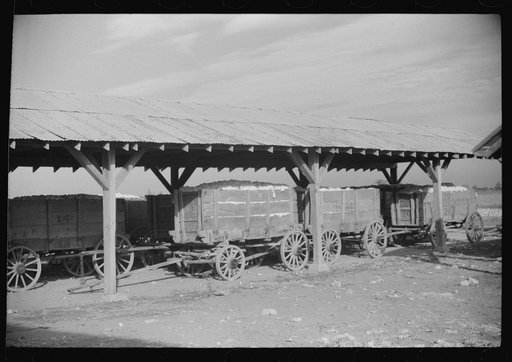 Wagonloads of cotton waiting to be ginned on Knowlton Plantation, Perthshire, Mississippi Delta, Mississippi