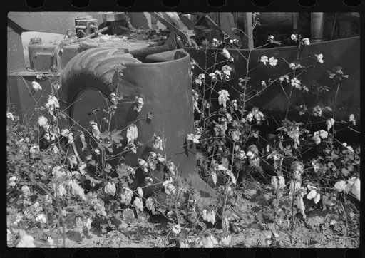 International cotton picker on Hopson Plantation, Clarksdale, Mississippi Delta, Mississippi