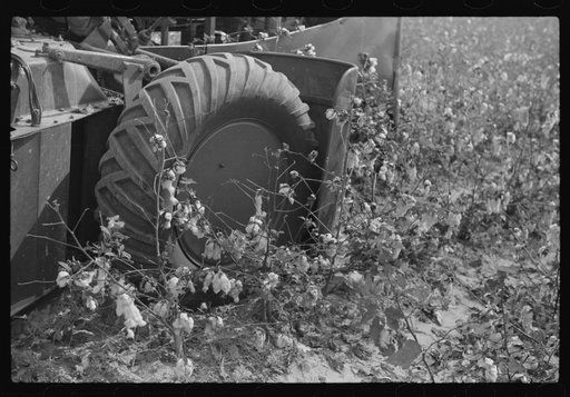 International cotton picker on Hopson Plantation, Clarksdale, Mississippi Delta, Mississippi
