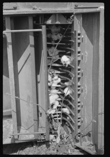 International cotton picker on Hopson Plantation, Clarksdale, Mississippi Delta, Mississippi