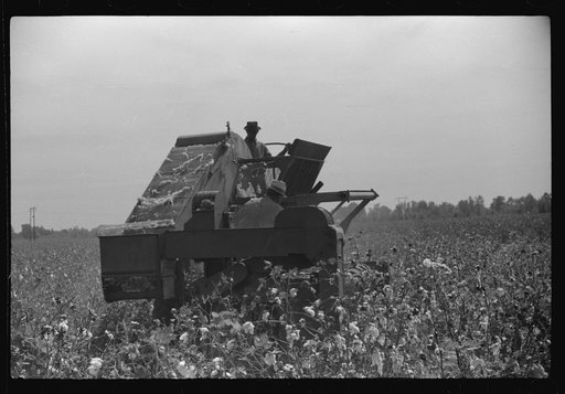 International cotton picker, Mileston Plantation, Mississippi Delta, Mississippi