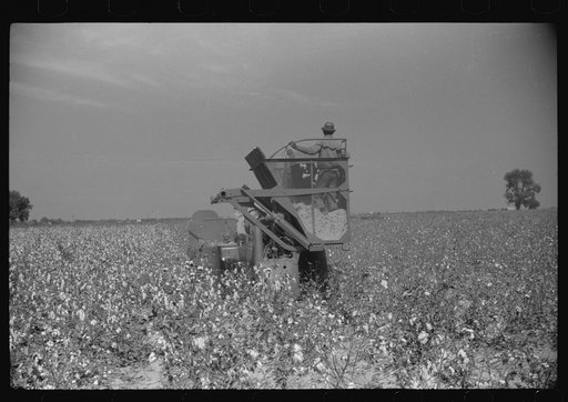 Untitled photo, possibly related to: International cotton picker, Mileston Plantation, Mississippi Delta, Mississippi