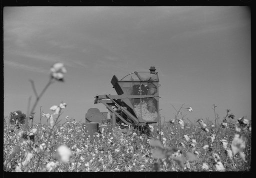 International cotton picker on Hopson Plantation, Clarksdale, Mississippi Delta, Mississippi