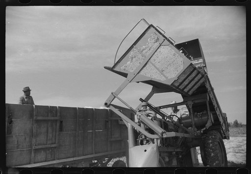 Untitled photo, possibly related to: International cotton picker on Hopson Plantation, Clarksdale, Mississippi Delta, Mississippi