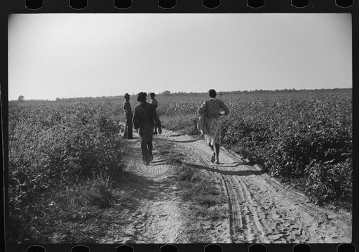 Untitled photo, possibly related to: Day laborer carrying sack of cotton from field to cotton house to be weighed, Marcella Plantation, Mileston, Mississippi Delta, Mississippi