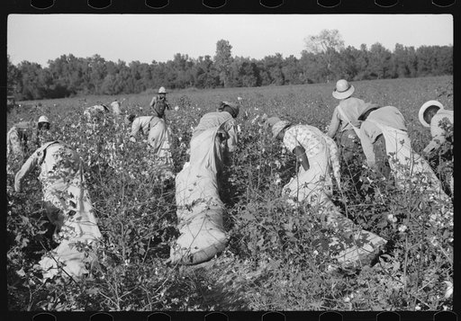 Untitled photo, possibly related to: Day laborers picking cotton on Marcella Plantation, Mileston, Mississippi Delta, Mississippi
