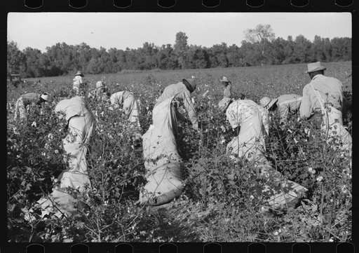 Day laborers picking cotton on Marcella Plantation, Mileston, Mississippi Delta, Mississippi