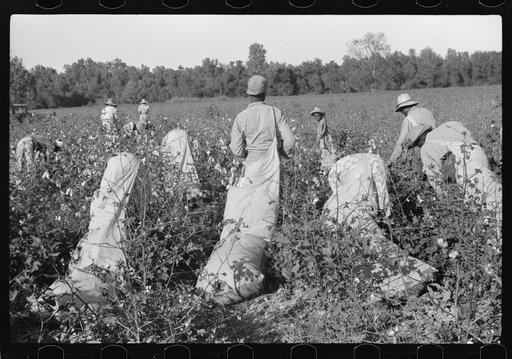 Untitled photo, possibly related to: Day laborers picking cotton on Marcella Plantation, Mileston, Mississippi Delta, Mississippi