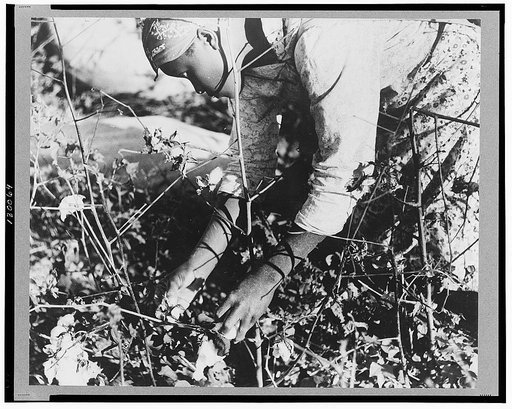 Day laborer picking cotton on Marcella Plantation, Mileston, Mississippi Delta, Mississippi