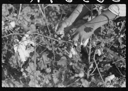 Day laborer picking cotton on Marcella Plantation, Mileston, Mississippi Delta, Mississippi