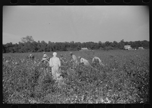Untitled photo, possibly related to: Day laborers picking cotton on Marcella Plantation, Mileston, Mississippi Delta, Mississippi