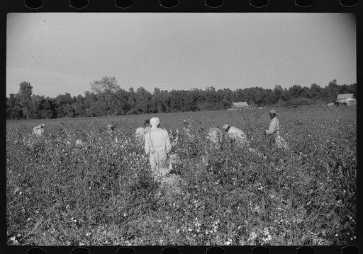 Untitled photo, possibly related to: Day laborers picking cotton on Marcella Plantation, Mileston, Mississippi Delta, Mississippi