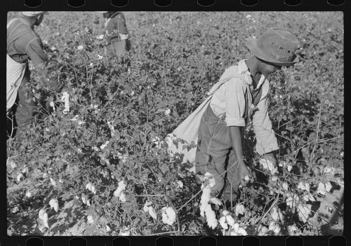 Picking cotton, Mileston, Mississippi Delta, Mississippi