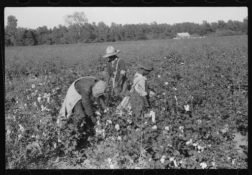 Day laborers picking cotton on Marcella Plantation, Mileston, Mississippi Delta, Mississippi