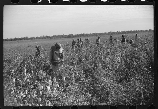 Untitled photo, possibly related to: Day laborers picking cotton on Marcella Plantation, Mileston, Mississippi Delta, Mississippi