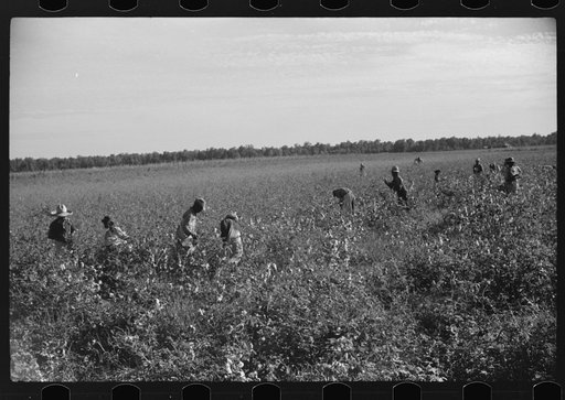 Untitled photo, possibly related to: Day laborers picking cotton on Marcella Plantation, Mileston, Mississippi Delta, Mississippi
