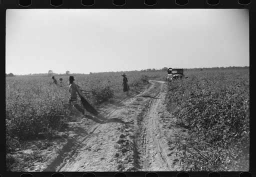 Untitled photo, possibly related to: Day laborers carrying sacks of cotton from field to cotton house to be weighed, Marcella Plantation, Mileston, Mississippi Delta, Mississippi