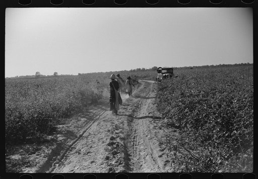 Day laborers carrying sacks of cotton from field to cotton house to be weighed, Marcella Plantation, Mileston, Mississippi Delta, Mississippi