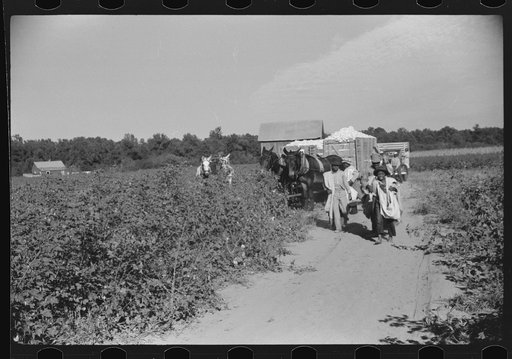 Untitled photo, possibly related to: Day laborers carrying sacks of cotton from field to cotton house to be weighed, Marcella Plantation, Mileston, Mississippi Delta, Mississippi