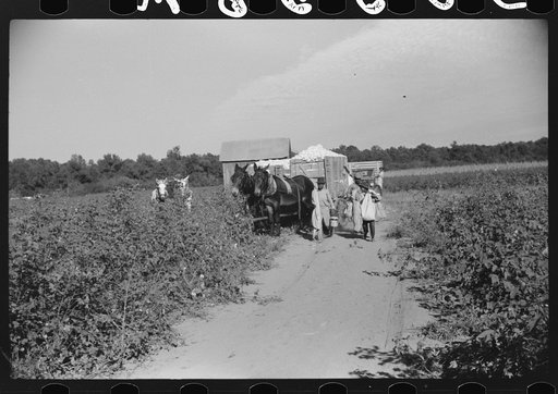 Day laborers carrying sacks of cotton from field to cotton house to be weighed, Marcella Plantation, Mileston, Mississippi Delta, Mississippi
