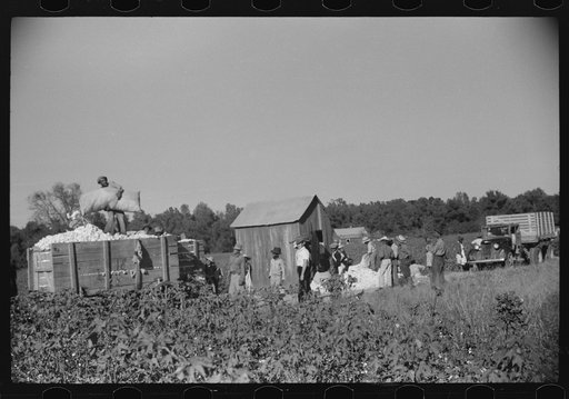 Day laborers carrying sacks of cotton from field to cotton house to be weighed, Marcella Plantation, Mileston, Mississippi Delta, Mississippi