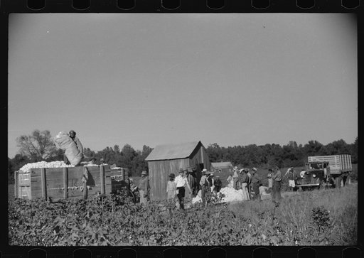 Untitled photo, possibly related to: Day laborers carrying sacks of cotton from field to cotton house to be weighed, Marcella Plantation, Mileston, Mississippi Delta, Mississippi