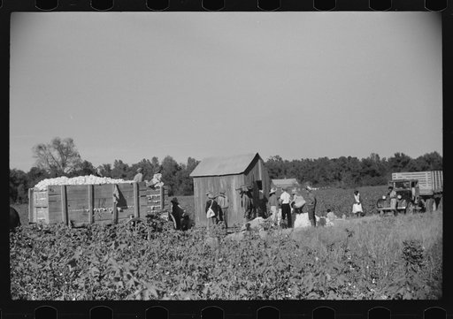 Untitled photo, possibly related to: Day laborers carrying sacks of cotton from field to cotton house to be weighed, Marcella Plantation, Mileston, Mississippi Delta, Mississippi