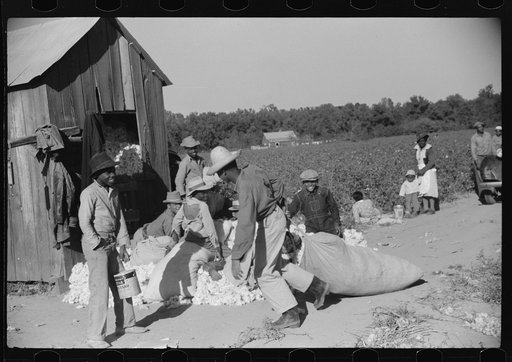 Day laborers carrying sack of cotton from field to be weighed, Marcella Plantation, Mississippi Delta, Mississippi