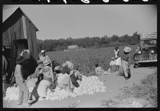Untitled photo, possibly related to: Day laborers carrying sack of cotton from field to cotton house to be weighed, Marcella Plantation, Mississippi Delta, Mississippi