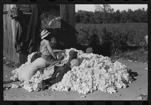 Untitled photo, possibly related to: Day laborers carrying sack of cotton from field to cotton house to be weighed, Marcella Plantation, Mississippi Delta, Mississippi