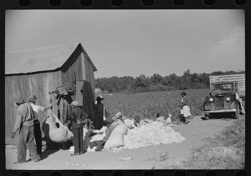 Untitled photo, possibly related to: Day laborers carrying sack of cotton from field to cotton house to be weighed, Marcella Plantation, Mississippi Delta, Mississippi