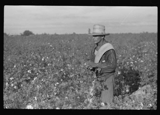 Untitled photo, possibly related to: Mexican seasonal labor contracted for by planters, picking cotton on Knowlton Plantation, Perthshire, Mississippi Delta, Mississippi